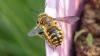 Anthidium manicatum